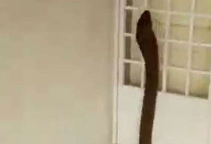 ¡De terror!: Una cobra de 2,5 metros se metió en una casa