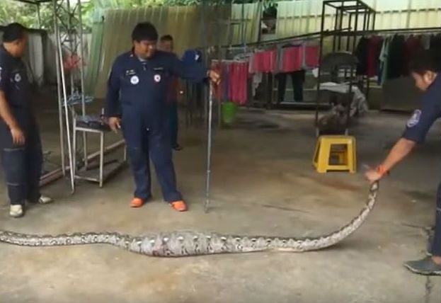 ¡Insólito! Una mujer sintió que el piso vibraba y descubrió una serpiente gigante en su casa