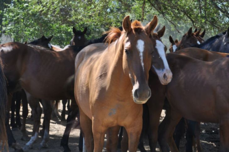 Encefalitis equina: confirmaron la primera muerte en Córdoba