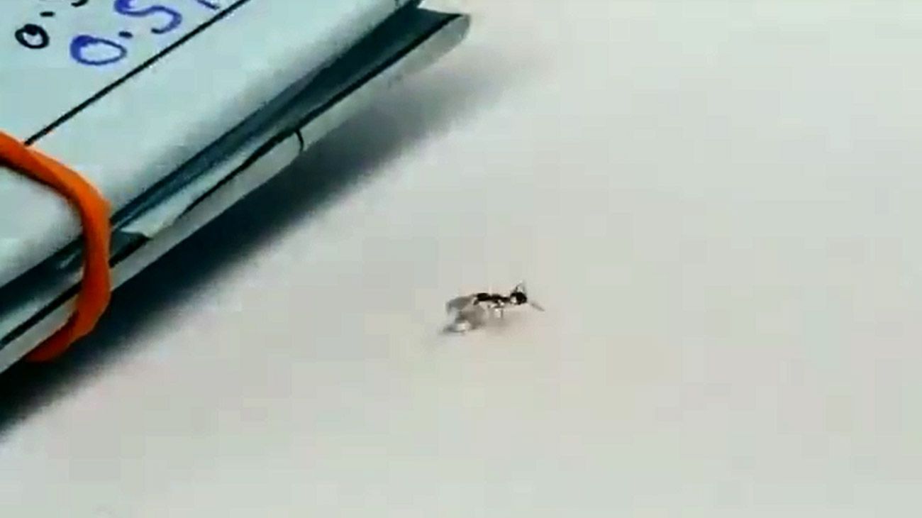 El video viral de una hormiga que "roba" un diamante