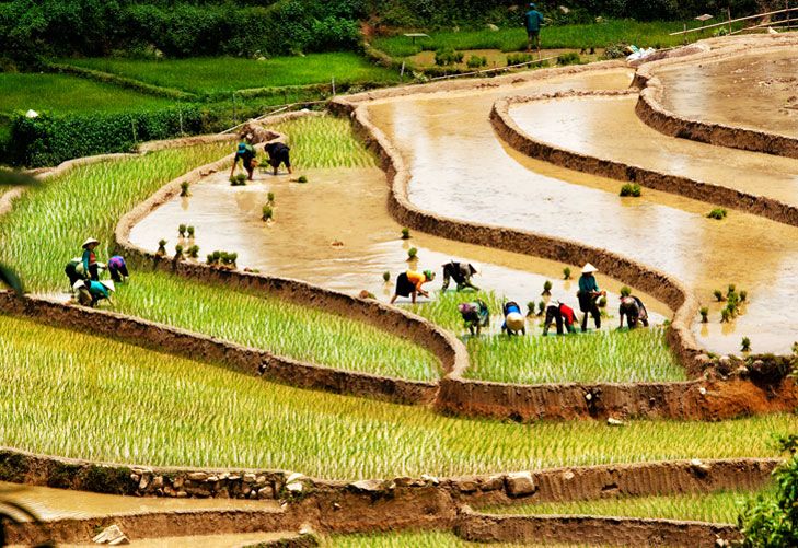 El desafío de darles de comer a mil millones de personas en Asia