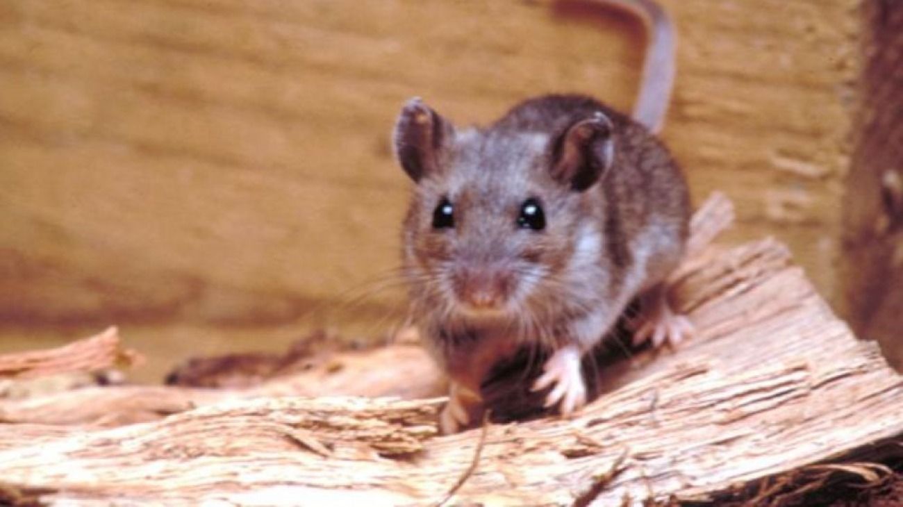 Hantavirus: dónde vive el ratón colilargo que transmite las distintas cepas