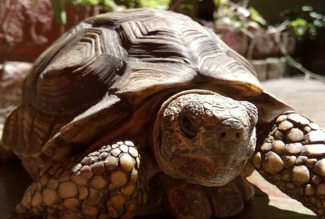 El cruel egoísmo de quienes crían animales silvestres como mascotas