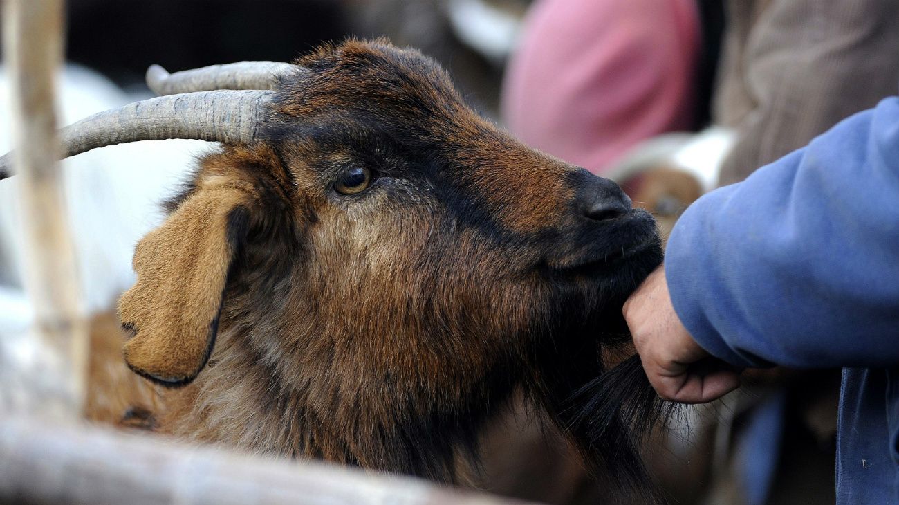 La sequía golpea cada vez más la cría de cabras al sur de Mendoza