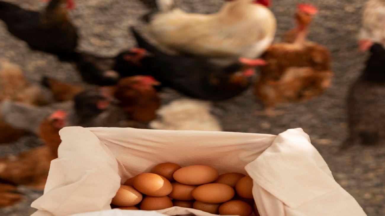¿Qué fue primero, el huevo o la gallina?: las 3 teorías que respondió la inteligencia artificial