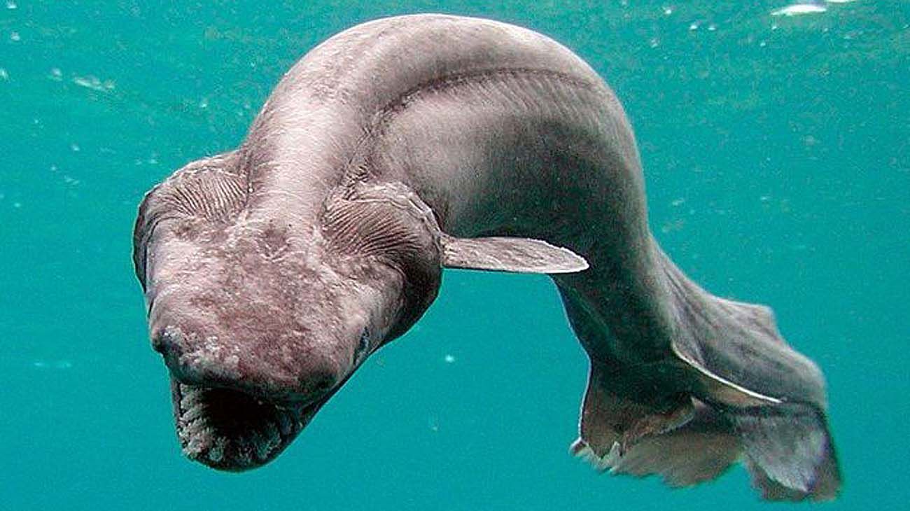Día del Animal: cuando el océano es una película de terror