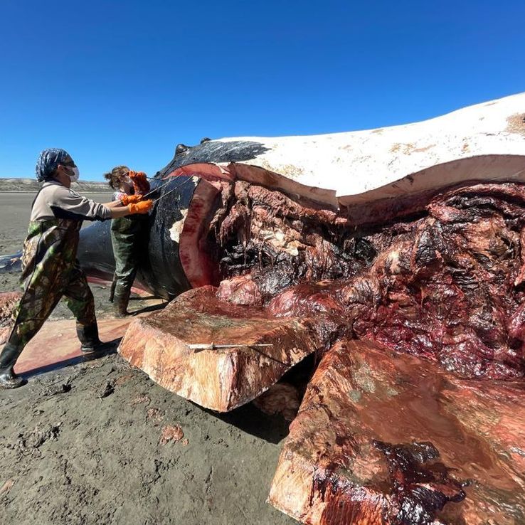 Misterio en Chubut: ya son 10 las ballenas encontradas muertas