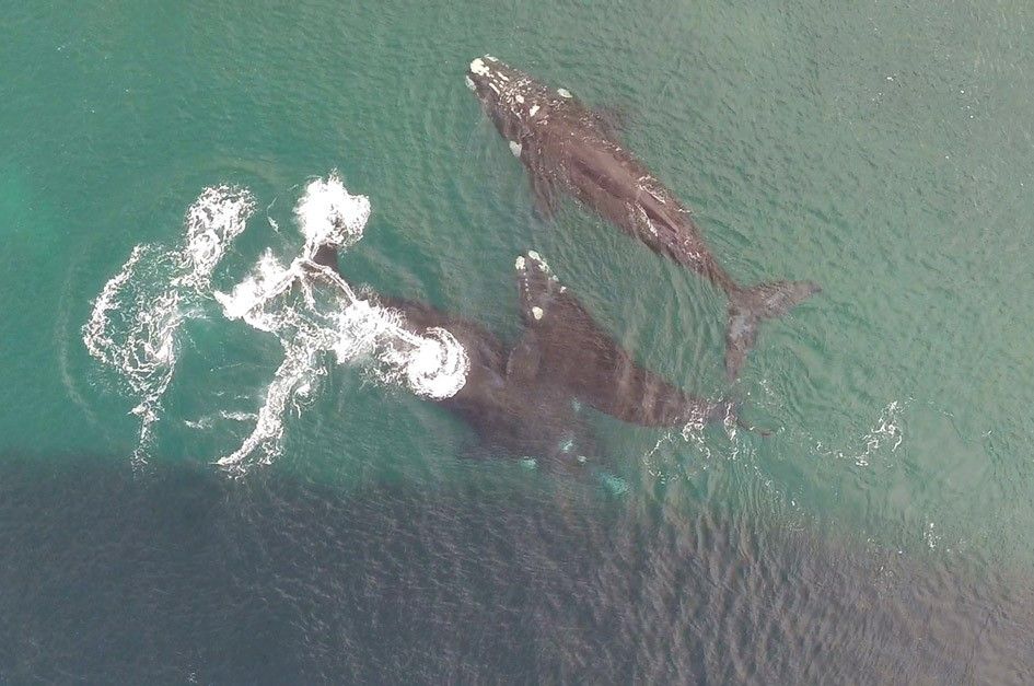 Record de ballenas en Península Valdés