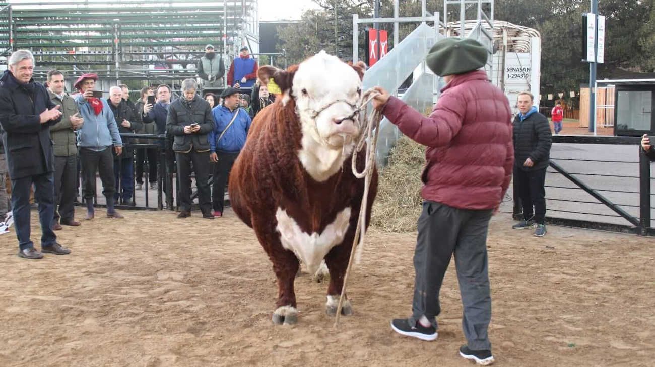 Fútbol, historia y política: quedó atrás "Mbappé", ahora el primer toro de La Rural se llama "Místico"