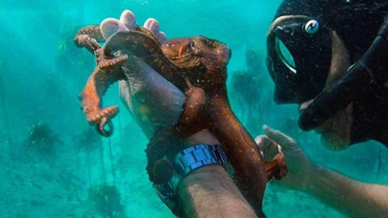 ¿Por qué ganó el Oscar un documental sobre un pulpo?