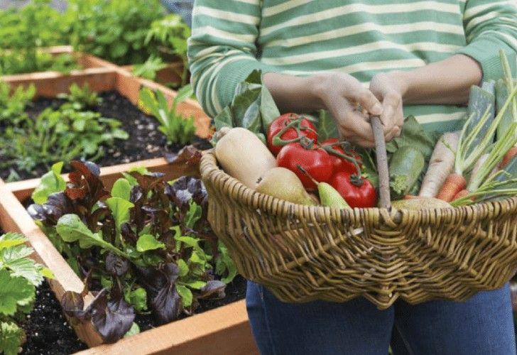 Huerta en casa: podés hacerla en sólo 4 pasos