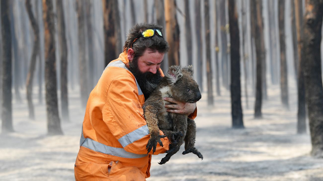 Incendios: si no hay koalas, no lloramos