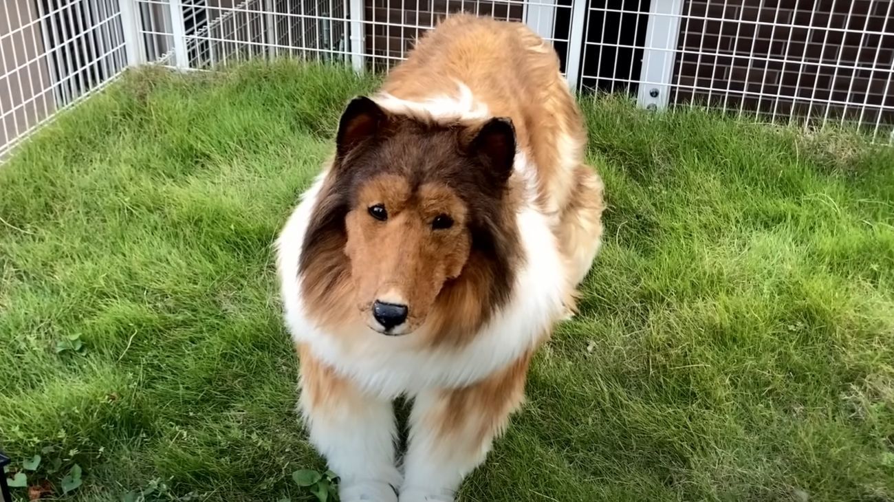 El increíble ‘hombre perro’: un japonés gastó más de 10 mil dólares para convertirse en un collie