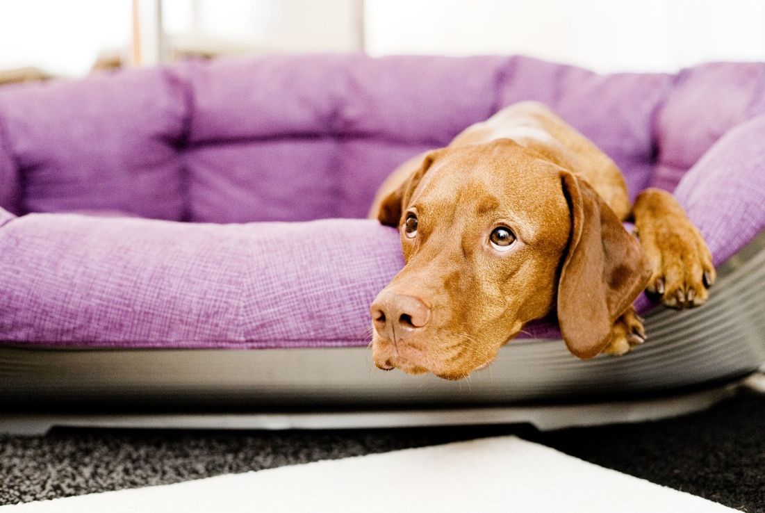 Mascotas: cómo prevenir trastornos por la pirotecnia en perros y gatos