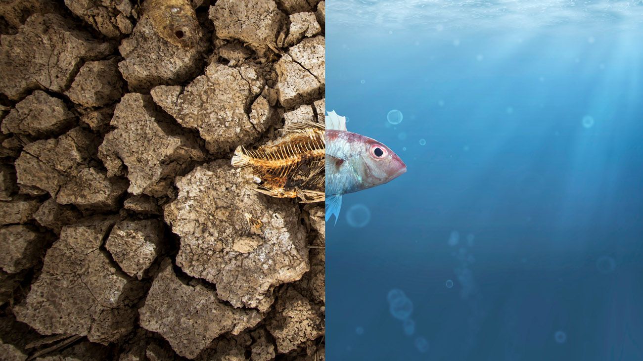 Sobre la crisis ambiental argentina