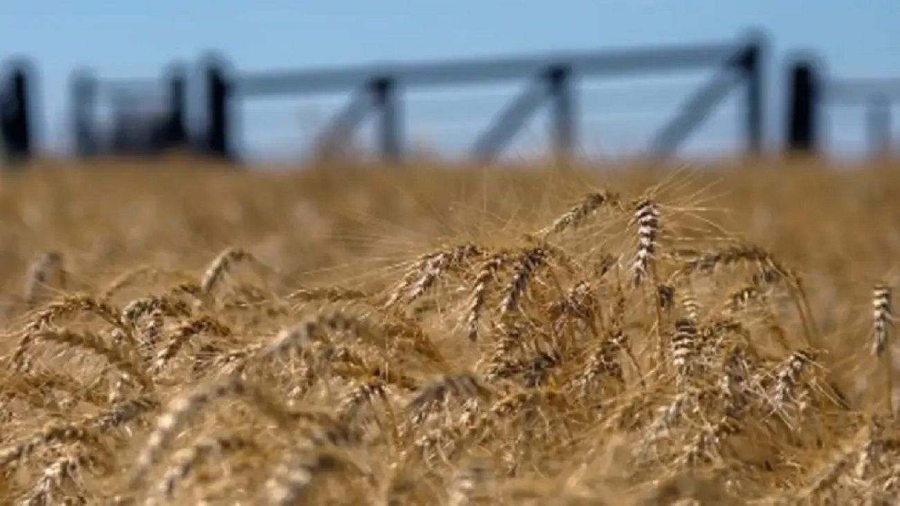 Agro: se proyecta una siembra récord pese a la plaga de la chicharrita