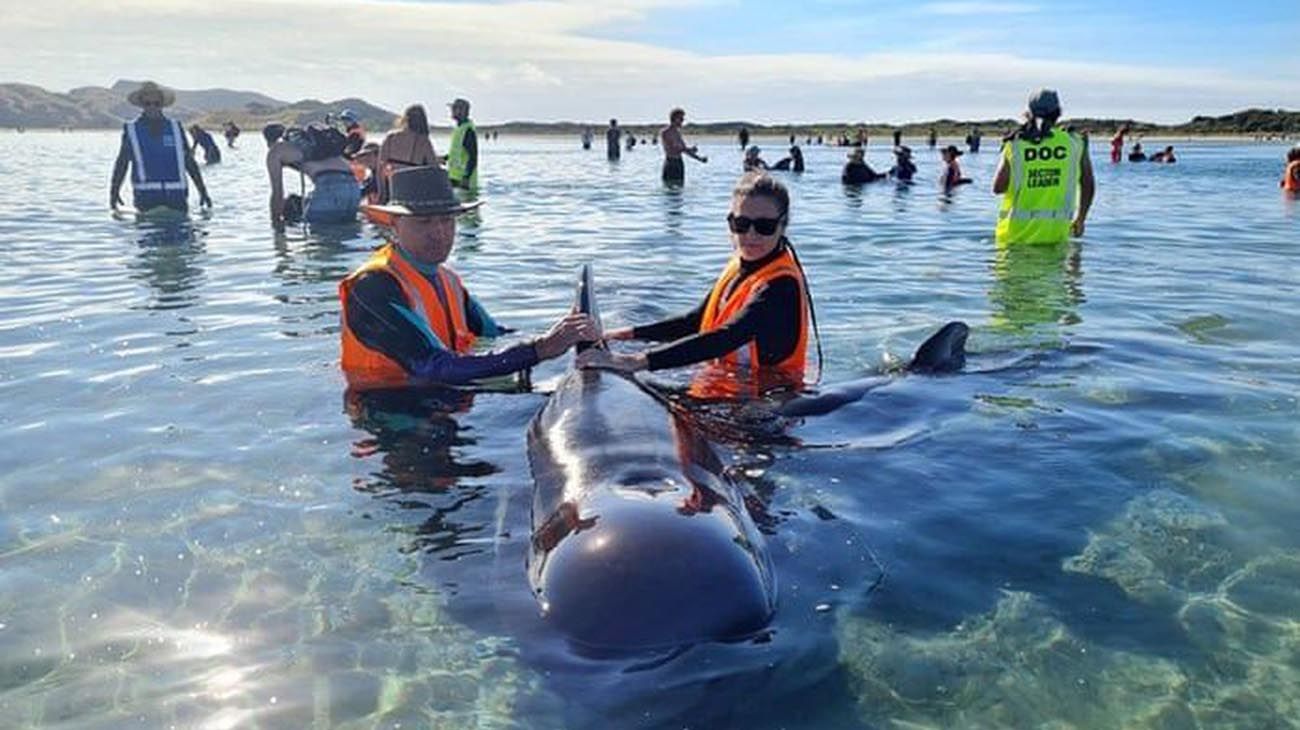 Nueva Zelanda: rescatan a 28 ballenas que quedaron varadas en una playa