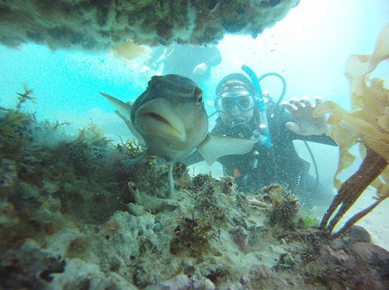 Puerto Madryn, capital del buceo