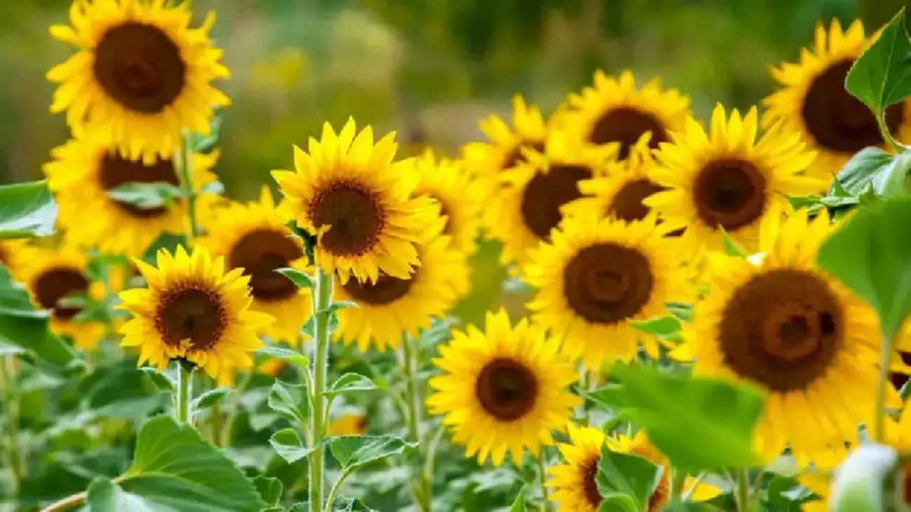 El girasol gana terreno frente a la soja: “Hay ambientes donde rinde más”