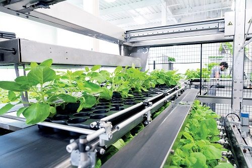 Vacuna vegetal: 600 cordobeses ya se sumaron a la investigación