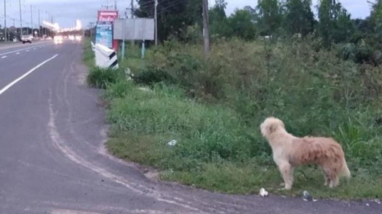 Un perro esperó a sus dueños durante 4 años, pero el reencuentro no fue el deseado