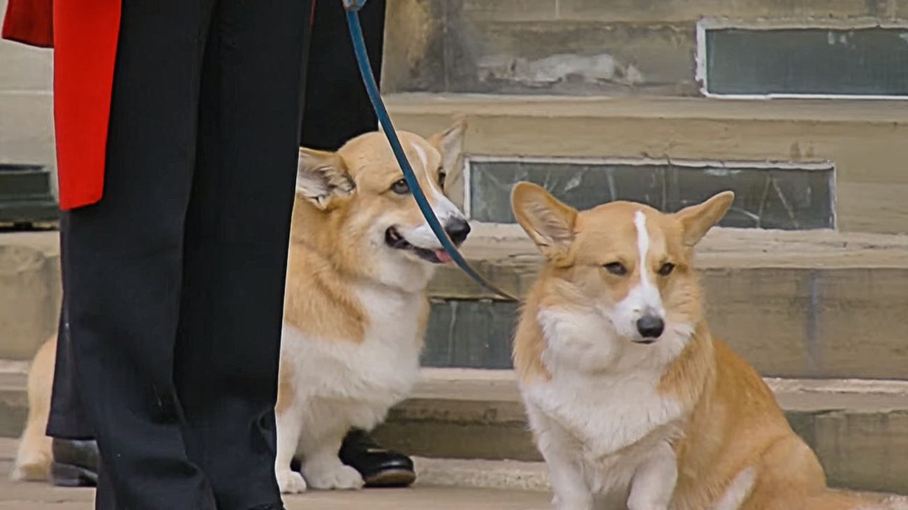 La emotiva imagen de los perritos huérfanos de Isabel II al paso del cortejo fúnebre
