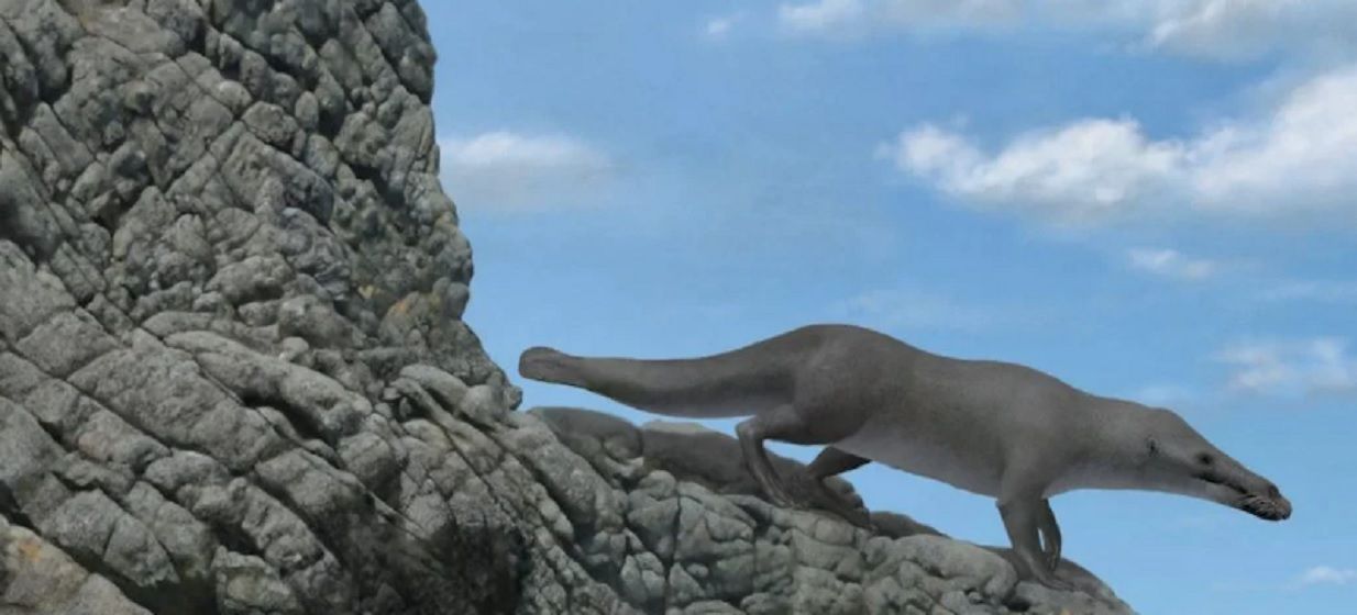 Perú: encuentran restos fósiles de una milenaria ballena de cuatro patas