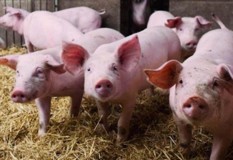 China evalúa financiar proyectos argentinos de granjas porcinas a pagar con carne de cerdo