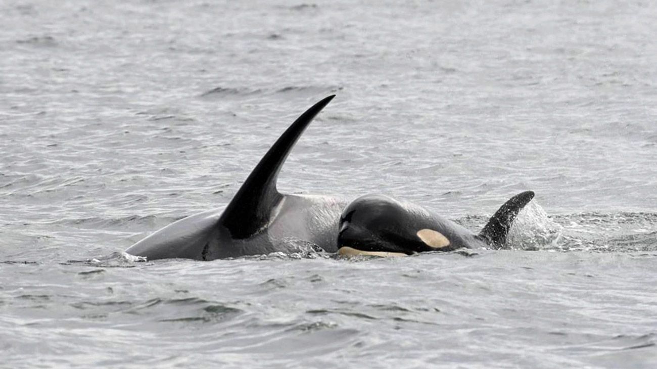 La ballena que no quería desprenderse de su cría muerta
