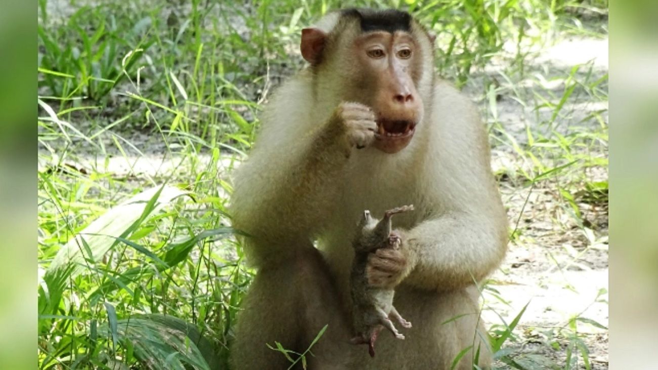 Consumo de ratas: la extraña dieta de los monos de Malasia