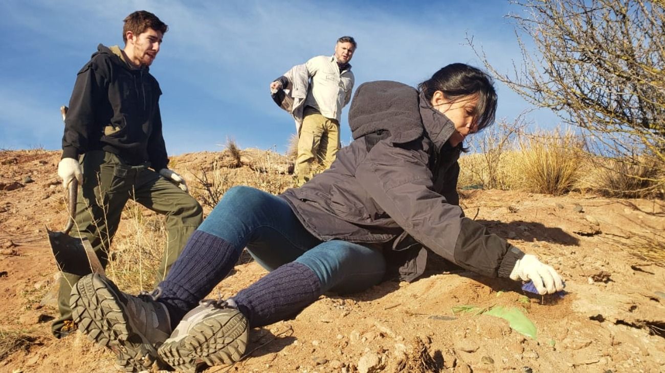 Encuentran y excavan restos de un dinosaurio en el centro de Neuquén