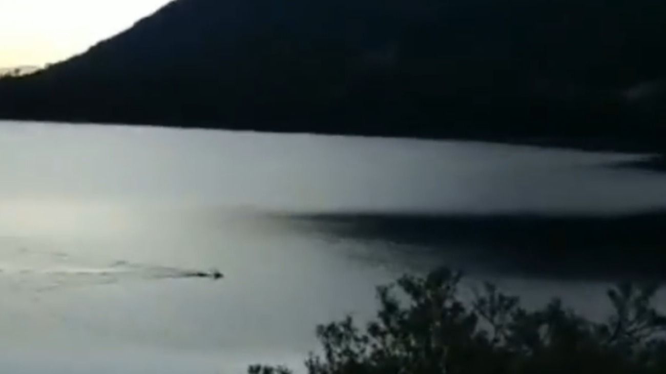 El video que se hizo viral de un ciervo nadando en el Lago Nahuel Huapi