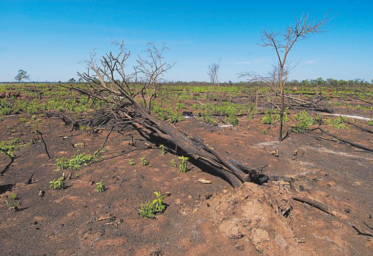 “El 30% de la superficie de los suelos del país está degradado”