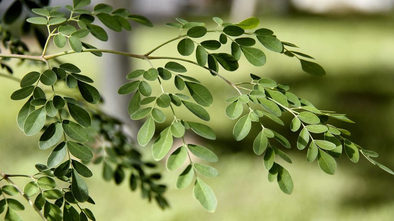 ANMAT prohibió la venta y producción de un producto de "la planta milagrosa"