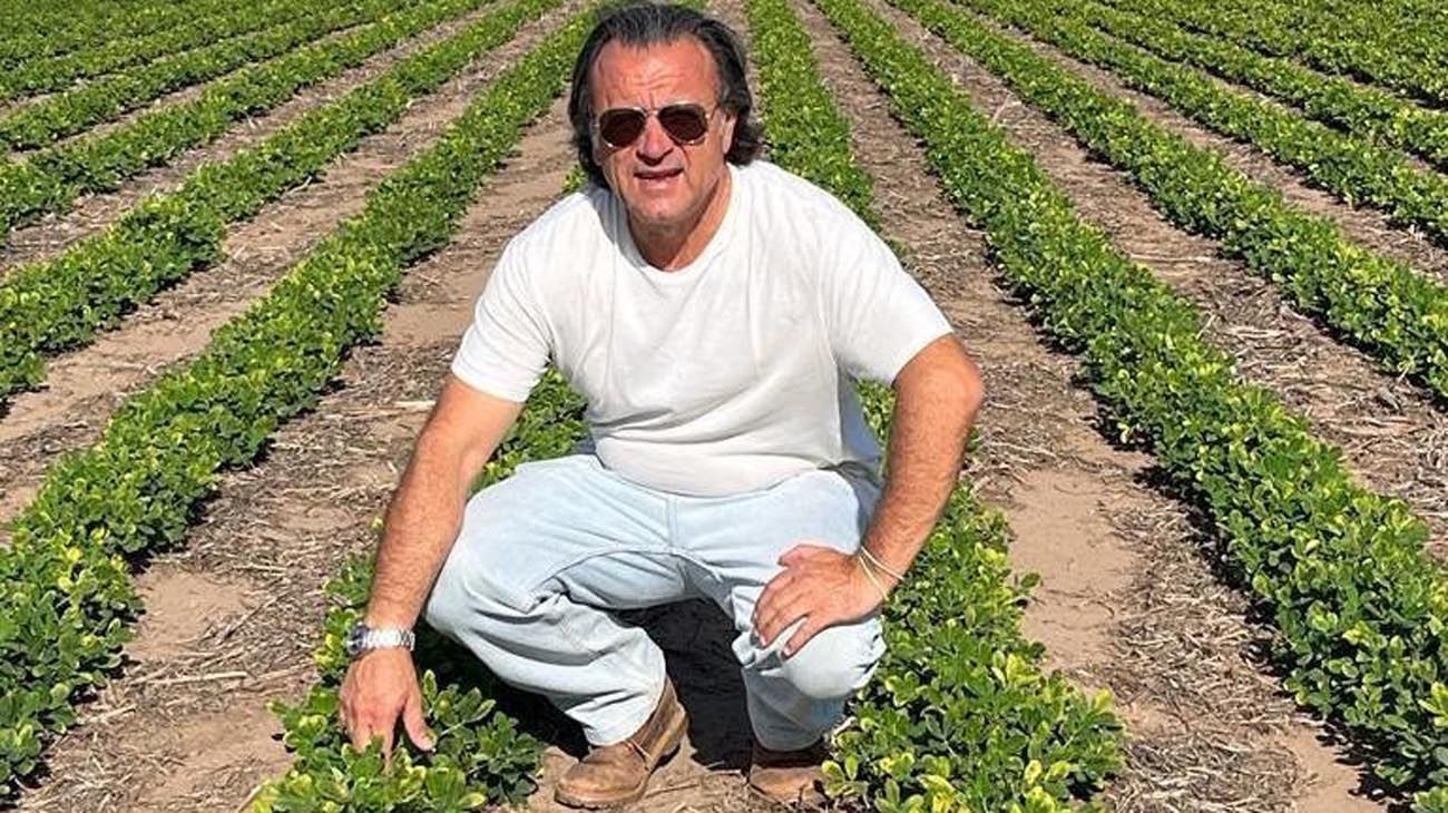 Productores suman al maní en las rotaciones agrícolas