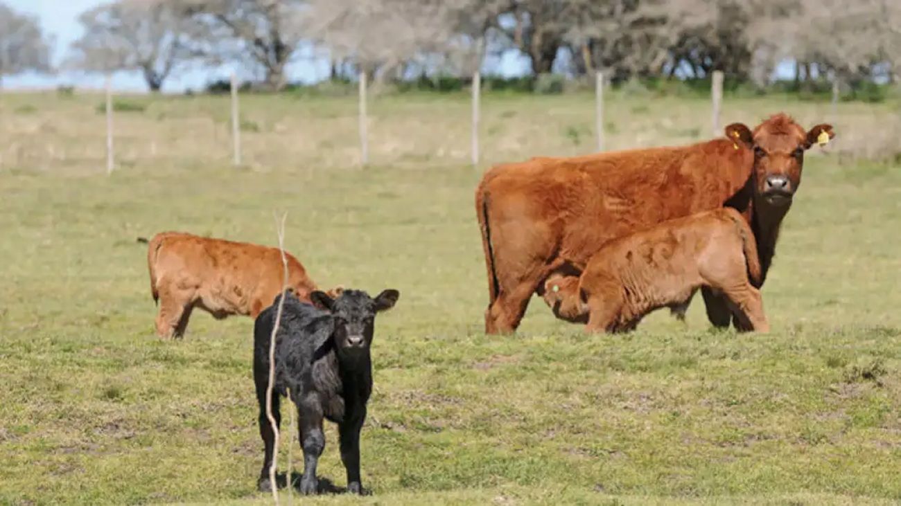 Brecha nutricional en el sector ganadero: “Las pasturas duran cada vez menos”