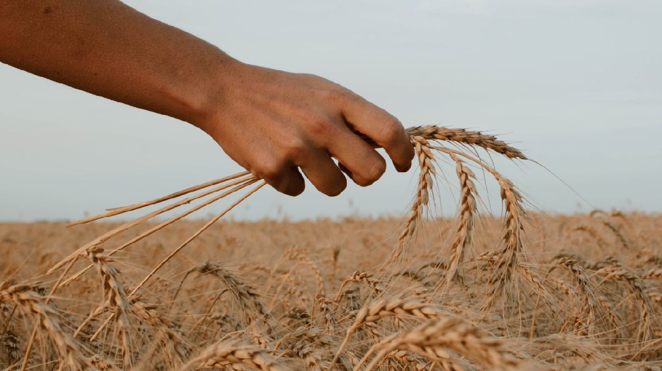 "El Niño" se hace esperar y hay 2 millones de hectáreas de trigo en riesgo