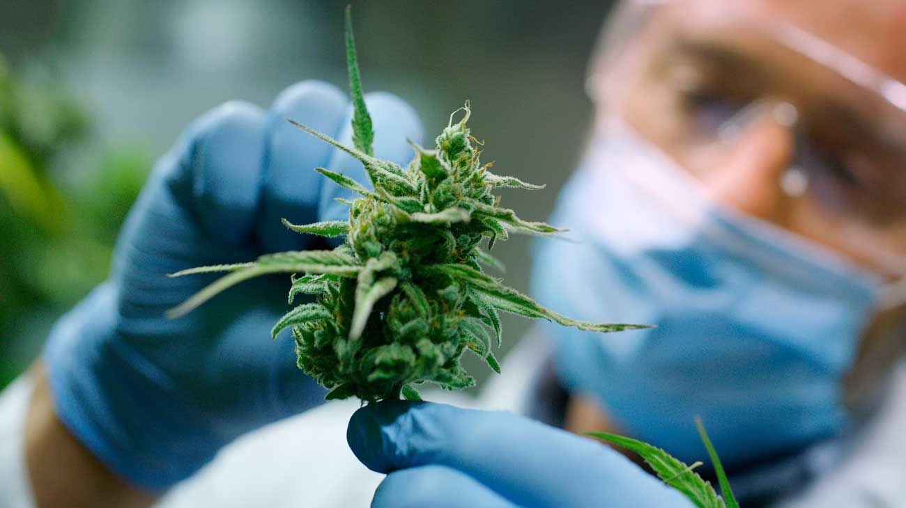 La Legislatura porteña reglamentó el uso del cannabis medicinal