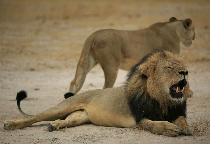 Cazador mató a tiros a hijo del famoso león Cecil en Zimbabue