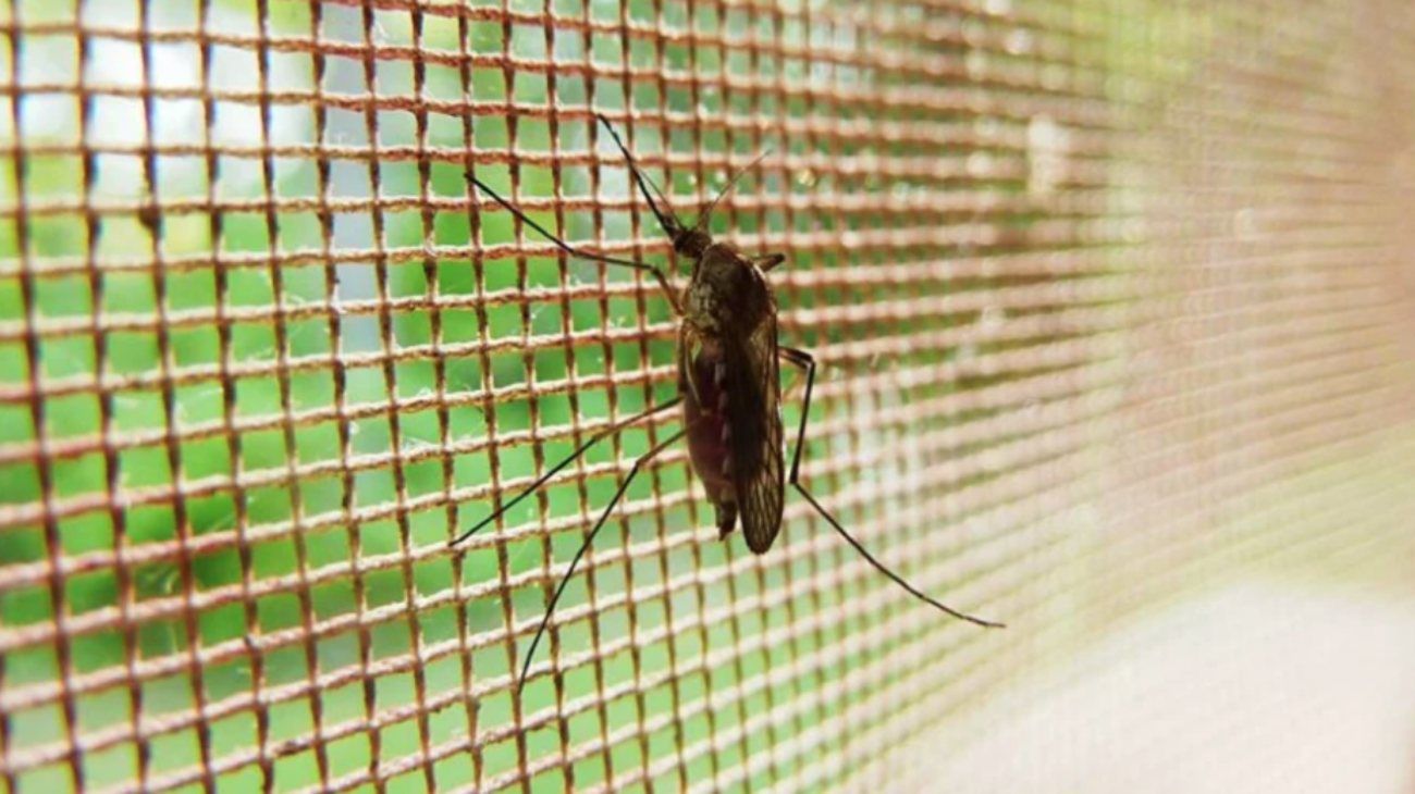 Dengue: alerta ante el inicio de la temporada de contagios