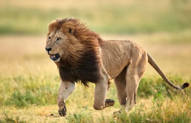 Un león mató a un turista en un safari de lujo