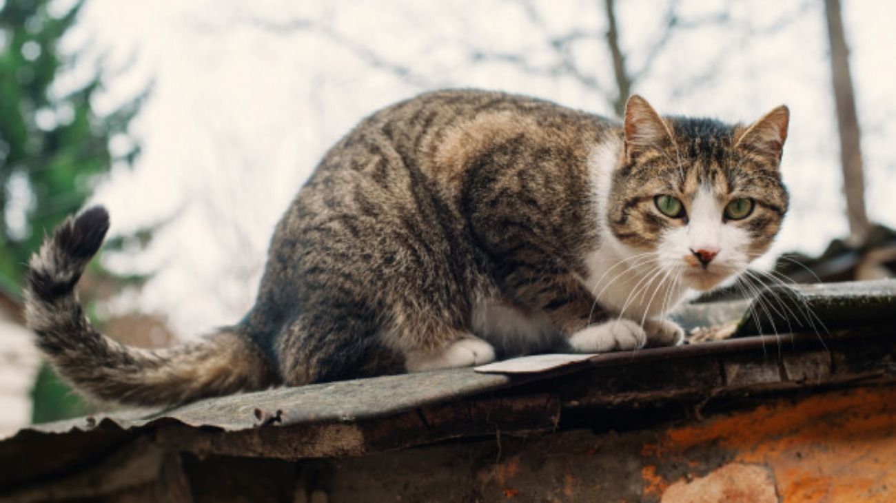 Córdoba: una mujer buscaba a su gato, cayó del techo y murió