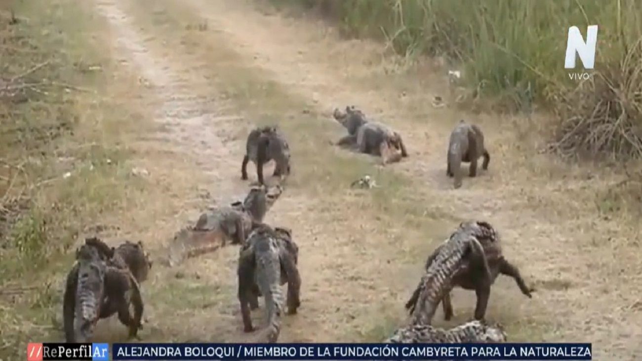 Incendios en Corrientes: "Hemos encontrado una cantidad mínima de animales muertos"