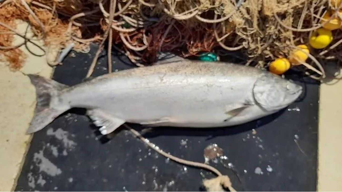 Peces migrantes: aparecieron en el río Paraná dos ejemplares de aguas heladas