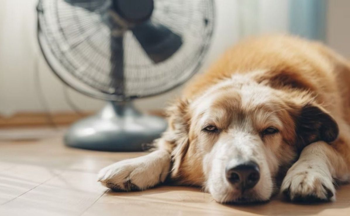 Ola de calor: ¿cómo proteger a las mascotas de las altas temperaturas?