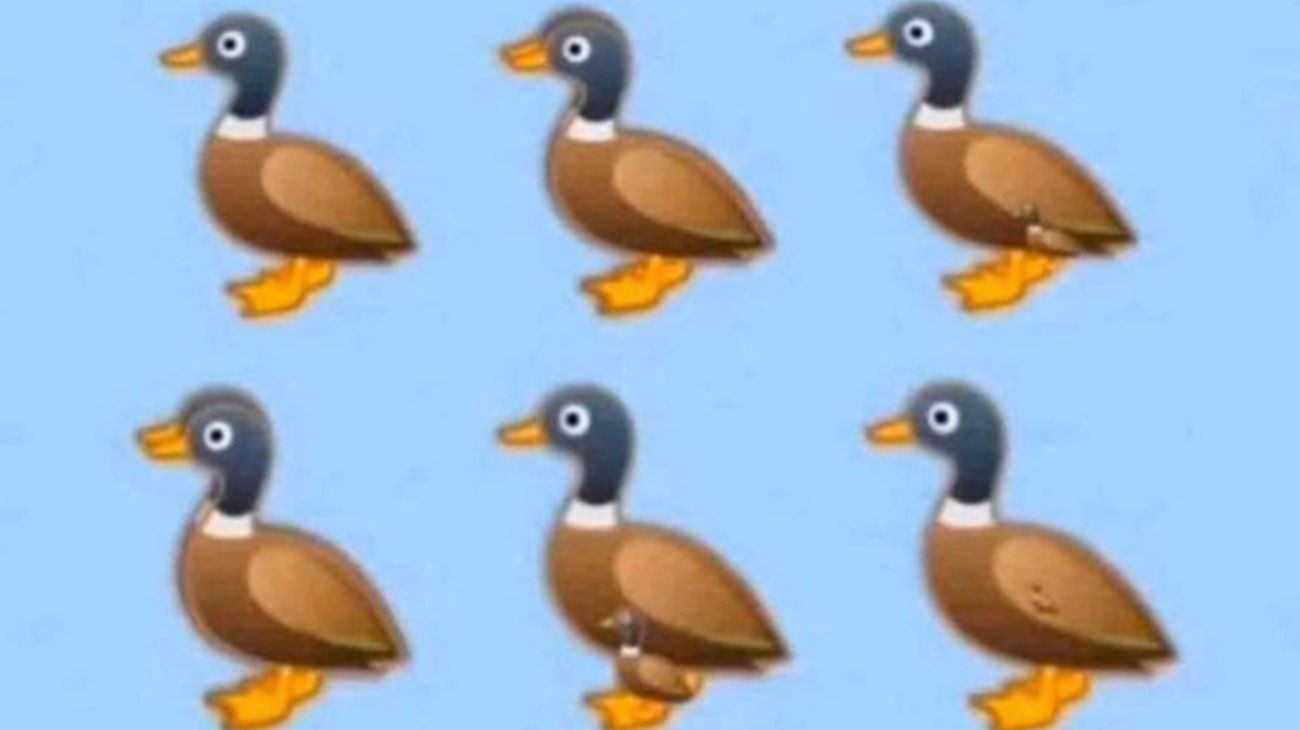 El desafío viral que es furor: ¿cuántos patos hay en la foto?