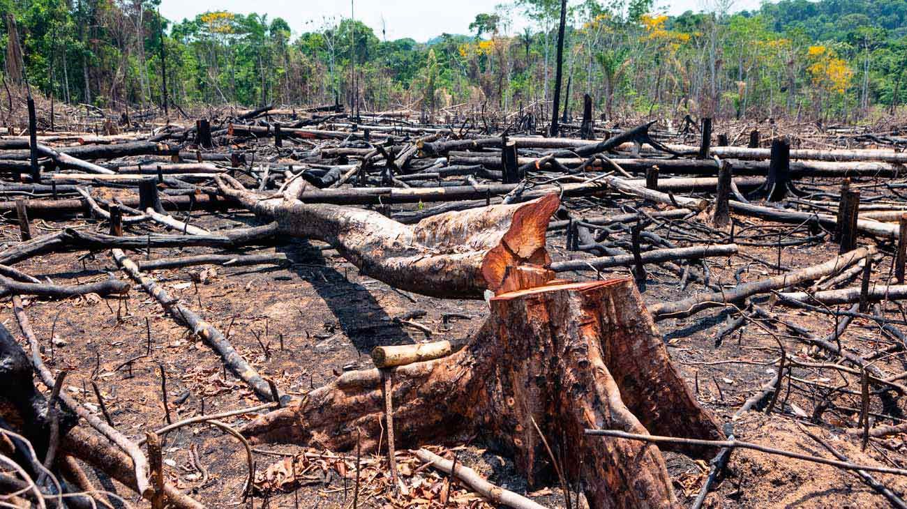 Amazonía bajo ataque