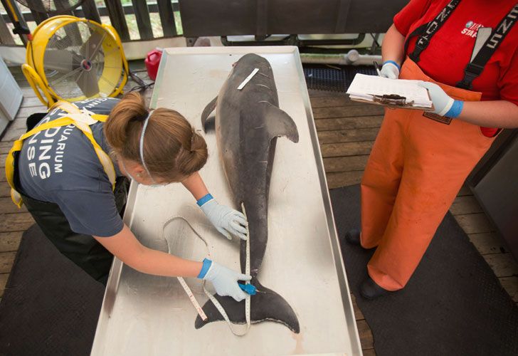 Inesperada muerte masiva de delfines