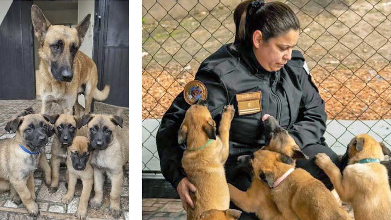 La Policía de la Ciudad abrió su primer centro de crianza y adiestramiento canino en Palermo