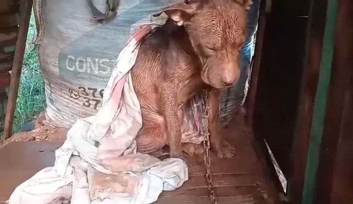 Rescató al perro de su vecino y ahora teme que lo acusen de ladrón
